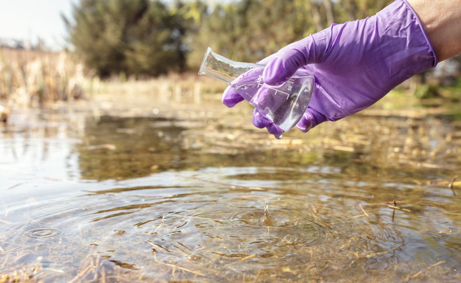 Hand mit lila Einweghandschuh hält ein Laborgefäß, um eine Wasserprobe aus einem Teich oder Gewässer im Freien zu entnehmen.